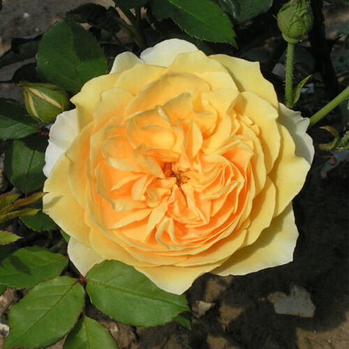 Graham Thomas is one of the best David Austin roses. Deep yellow blooms.