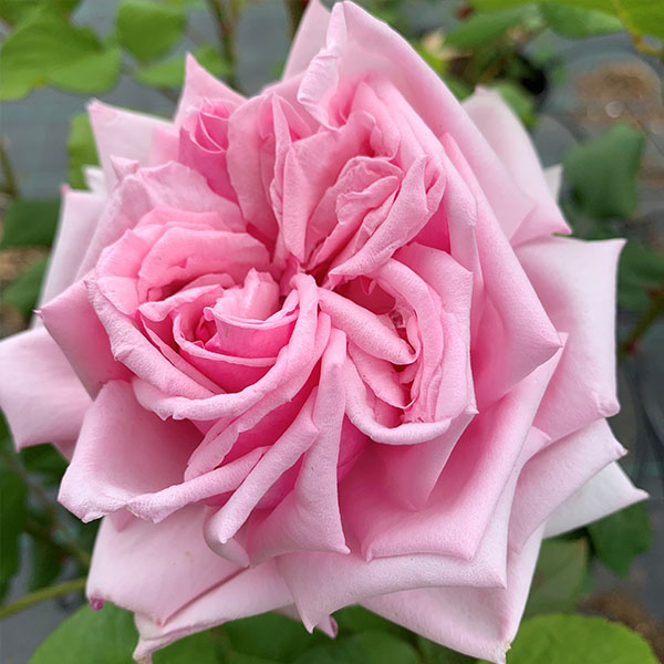La France is a beautiful Hybrid Tea rose introduced in 1867