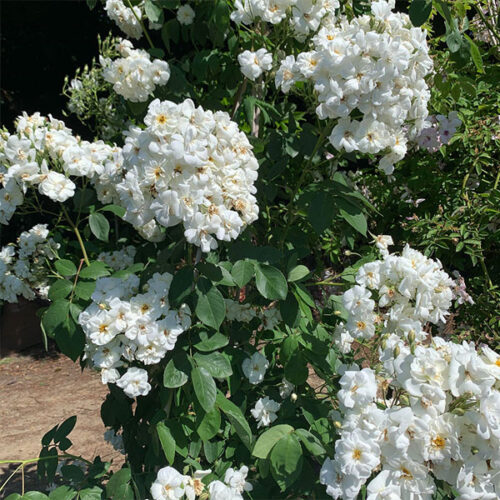 Trevor's Trove is a white rambling rose.