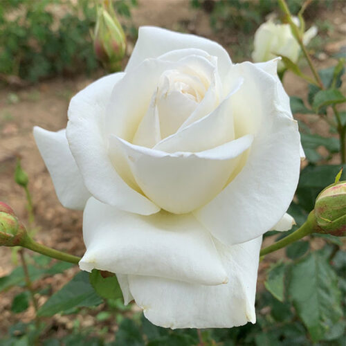 Silver Anniversary is a pure white Modern Bush rose, ideal as a gift.