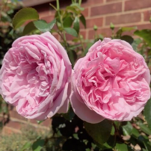 Pretty Jessica has large perfectly shaped pink blooms with an old rose fragrance.