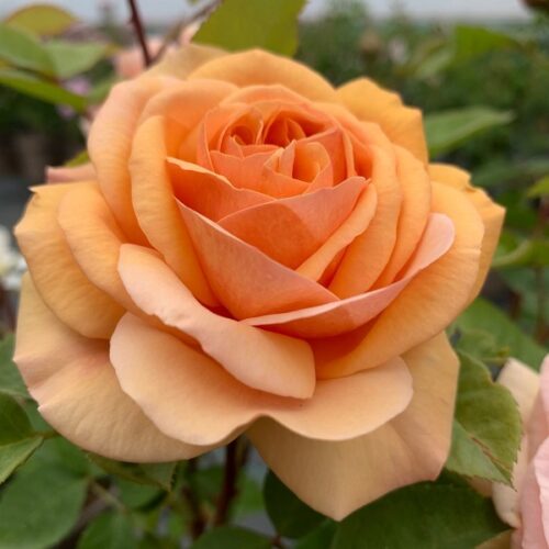 Charles Austin is a very double old David Austin Rose. Orange and perfectly shaped.