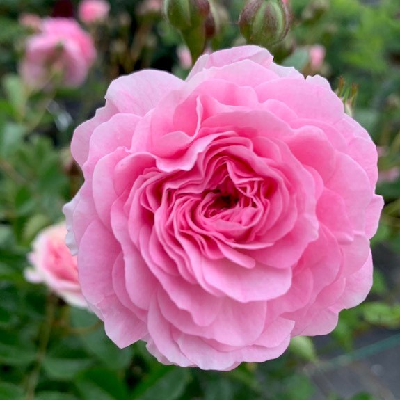 Pink Prosperity-lovely old repeat flowering rose.