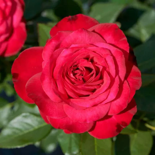 Birthe Kjaer also known as Brigit.