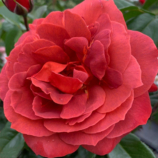 Hot Chocolate rose is a russet red rose, that looks stunning in cut flower displays.