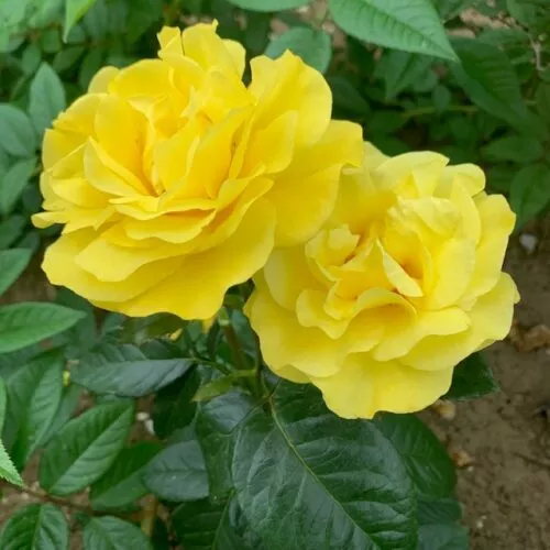 Golden Wedding