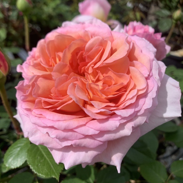 A very cupped Enlgish Rose called Abraham Darby.