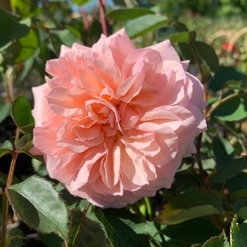Leander an lovely rose by David Austin
