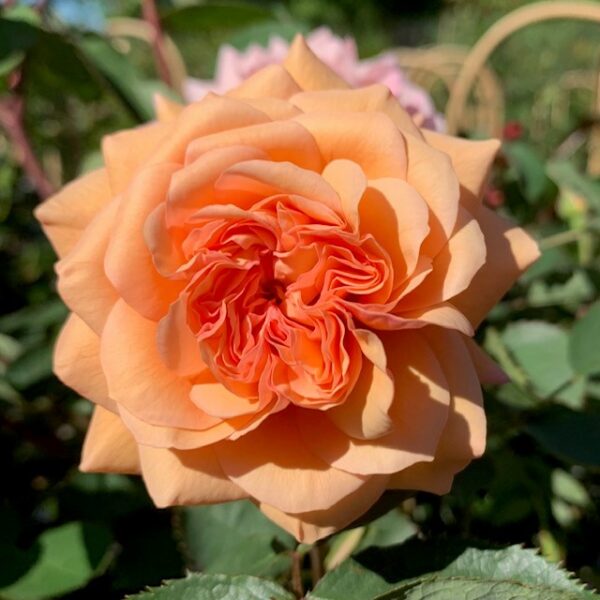 Leander an orange rose bred by David Austin
