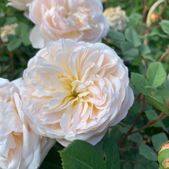 Crocus Rose English Rose