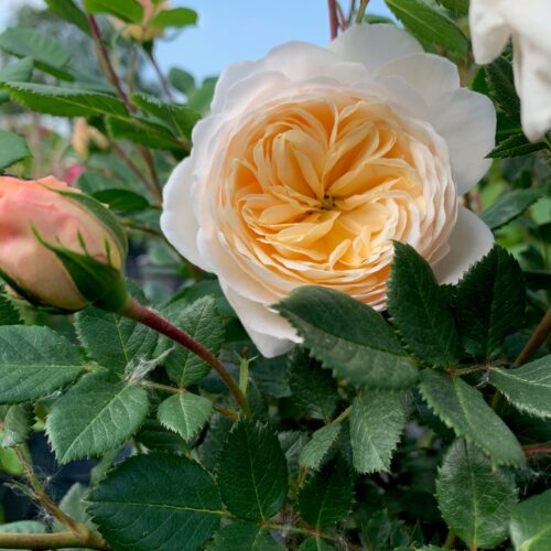 Crocus Rose is an english yellow rose