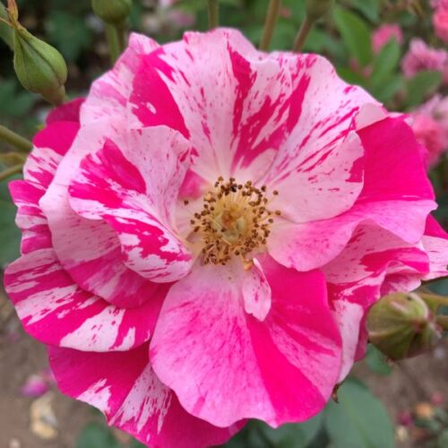 Berries 'n' Cream is a striped Pink Rose.