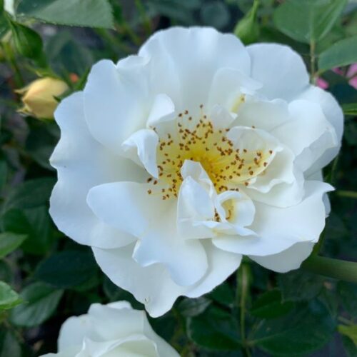 City of York rose.