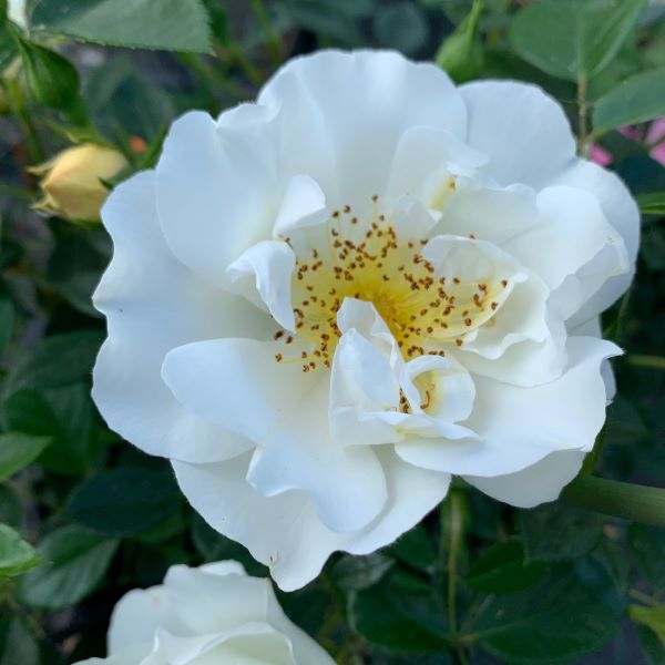 City of York rose.