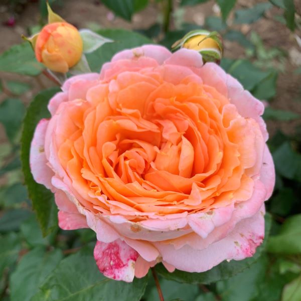 Lisa is a rose with good repeat flowering and scented.