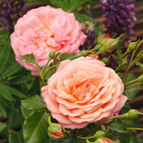 Peach Melba a peach fragrant climbing rose.