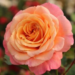 Peach Melba is an award winning apricot/pink fragrant climbing rose.