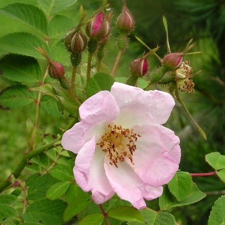 Rosa Davidii is a very delightful old rose.