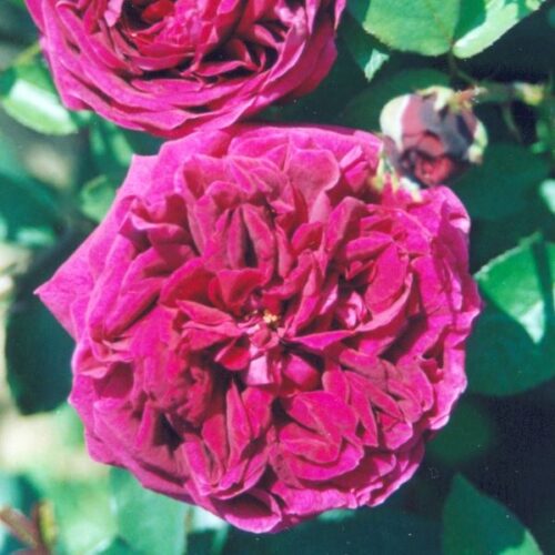 The Prince a old red david austin rose.