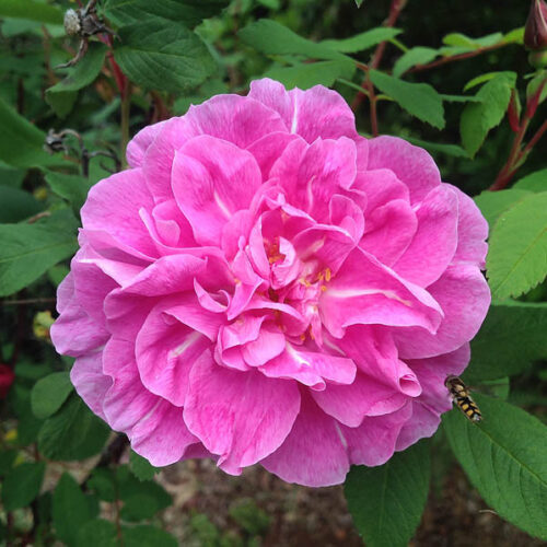 Therese Bugnet is a good rugosa rose with almost thornless stems.