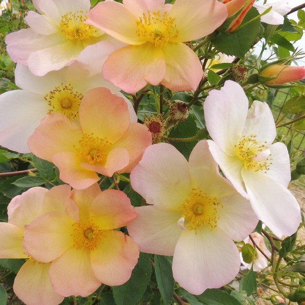 The Alexandra Rose