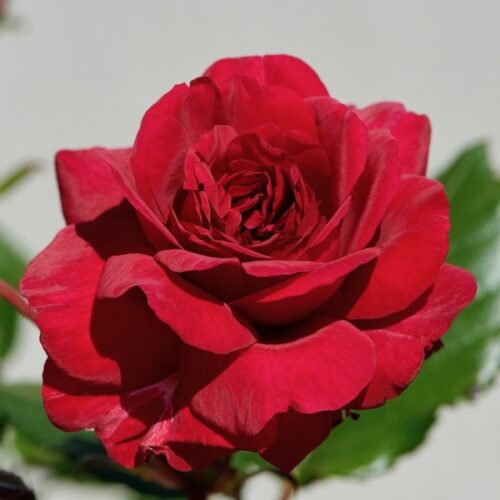 Christina is a very fragrant red rose with a slender upright habit.