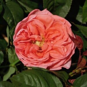 Lorraine is a bushy renaissance rose with strong fragrance.