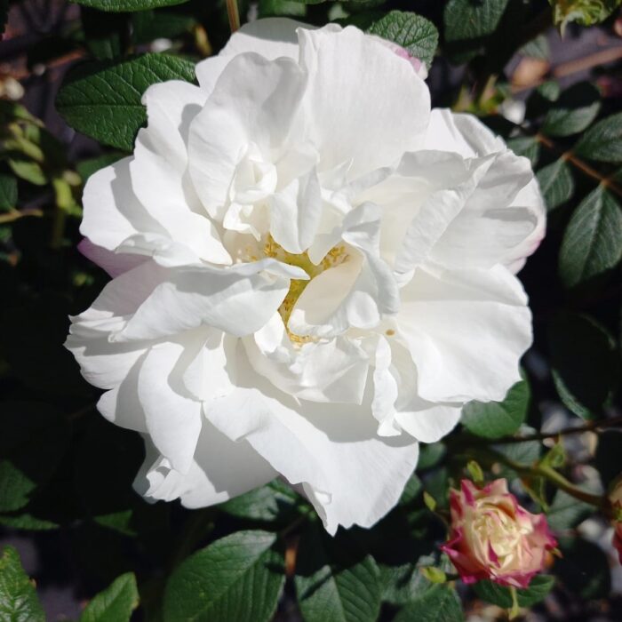 Louise Bugnet is a white thornless Rugosa Rose.