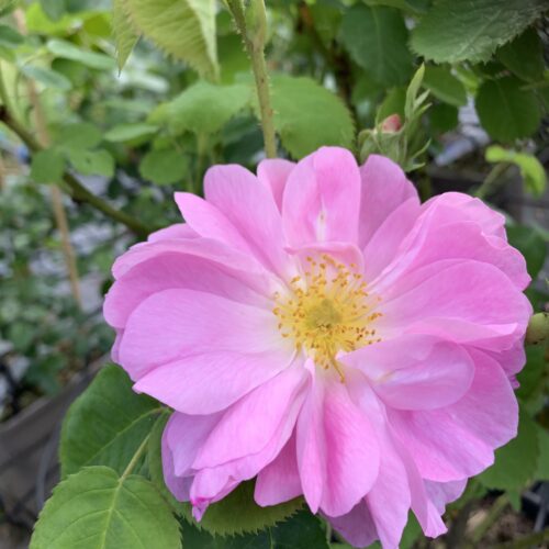 Amelia (Damask)