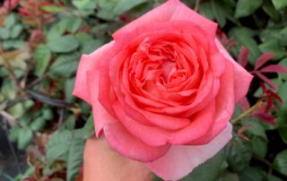Lovely bloom of Lorraine.