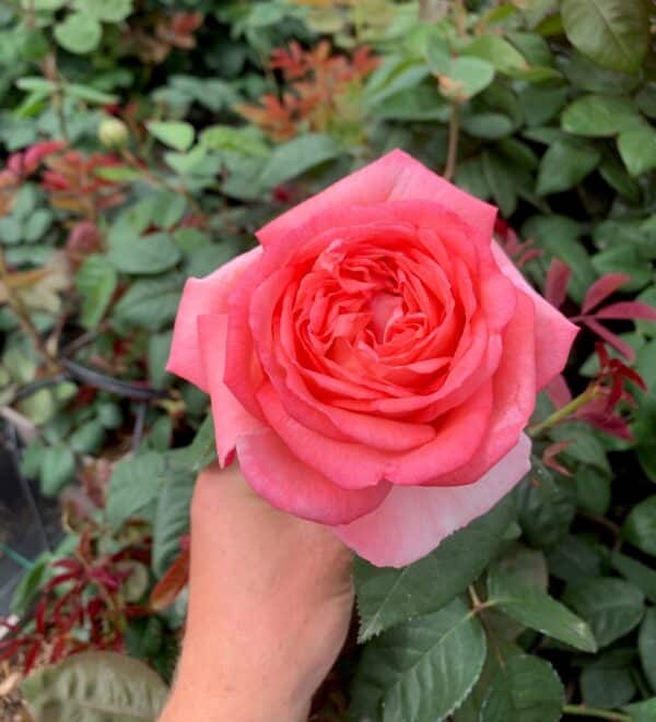 Lovely bloom of Lorraine.