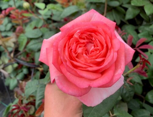 In memory of ‘Lorraine’
