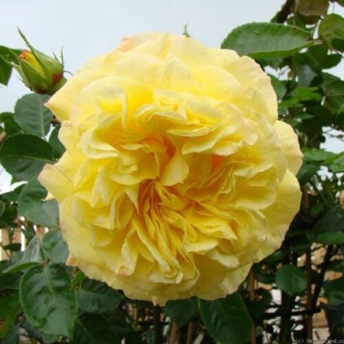 Chris is a very fragrant yellow climbing Rose.