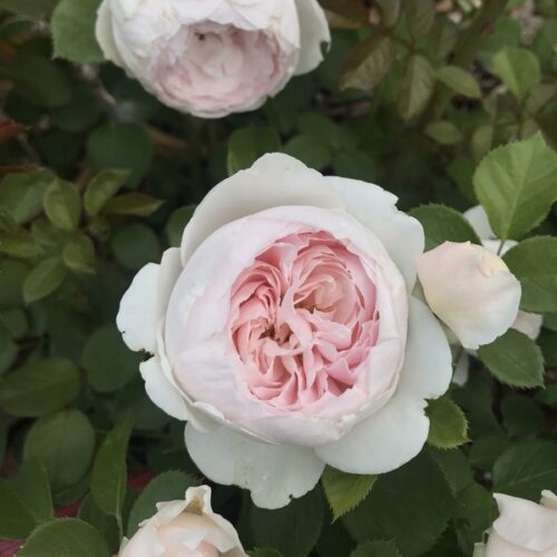 Earth Angel Rose is a Modern Bush highly fragrant variety of short stature.