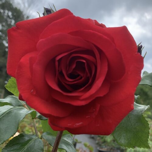 Don Juan is a red climbing rose.