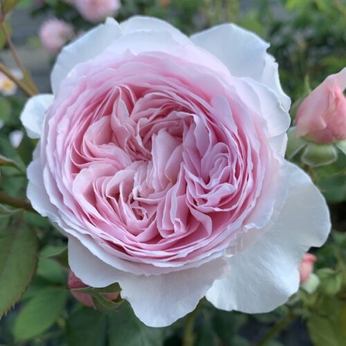 Geoff Hamilton Rose is a lovely perfumed light pink rose.