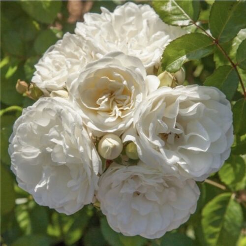 Milky Romantica has pure white flowers which repeat well.