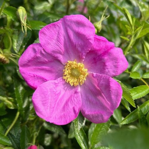 Rosa x coryana is a deep pink species rose.