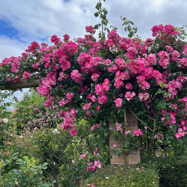 American Pillar is a deep pink rambling rose.