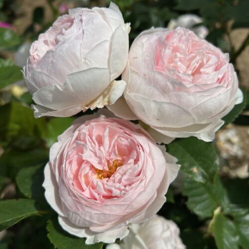 Earth Angel also known as Secret Perfuma.