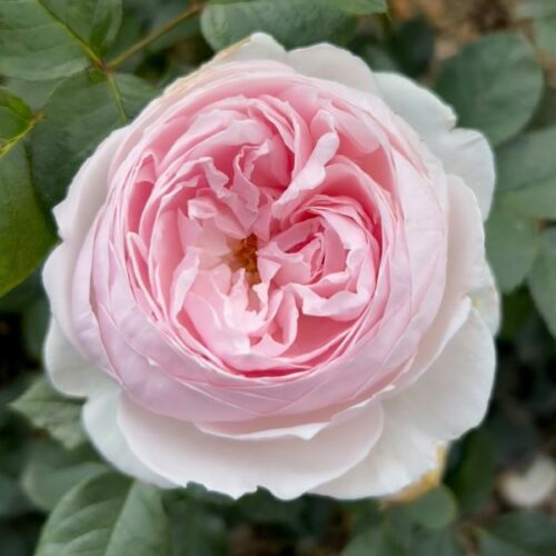 Earth Angel a pink modern bush rose.