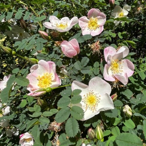 Rosa pimp. 'Firth of Forth'