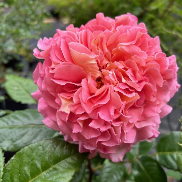 Rachel is a Nostalgic Rose, flower shows later stage of opening.
