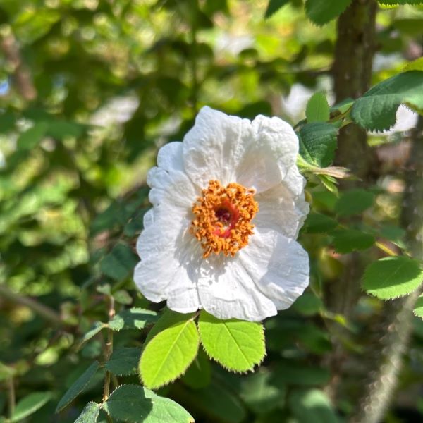 Rosa wardii 'Culta' An old Species Rose hailing from Tibet.