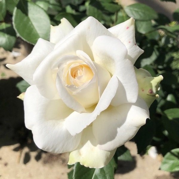 Sugar Moon is a highly fragrant white Hybrid Tea.