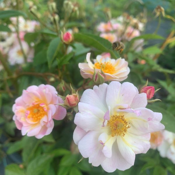 Queen of the Musks a pink semi double Hybrid Musk