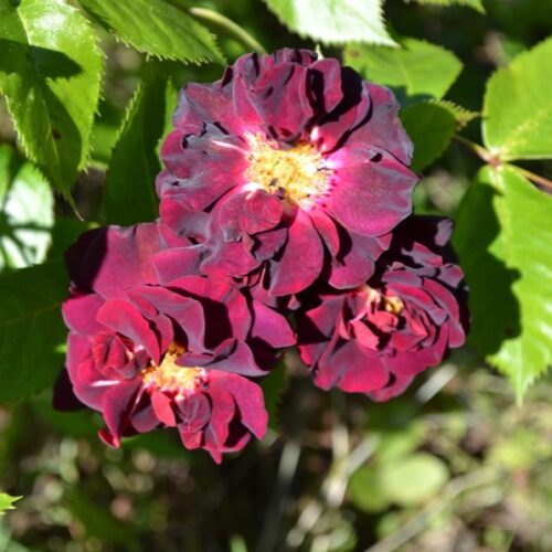 Katies Rose, deep burgandy red rose.