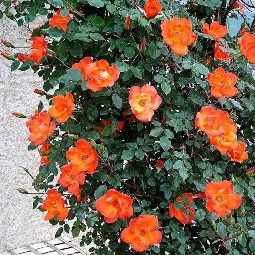 Warm Welcome Rose is a vivid orange climber.