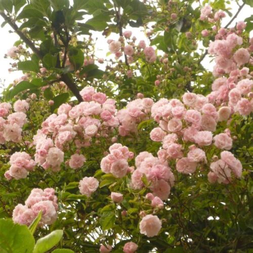 Lady Godiva is a pink rosa wichuriana rambler.