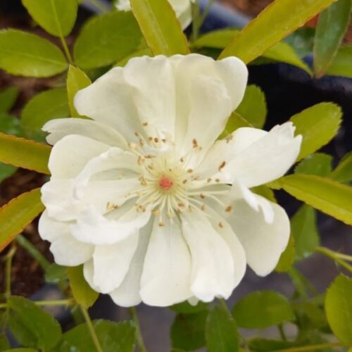 Rosa banksiae Purezza